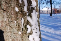 Сніг в парку не хоче розлучатись, з коренастим дубом. 