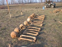 "Дніпро-Пошук" проводить розкопки невпорядкованих захоронень воїнів, полеглих у роки ВВВ на околиці Андріївки