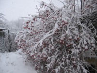 Зима в Бородино. Калина красная под снегом.