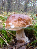 гриби біля озера Озюрко