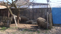 Останні вівці в селі Нові Лагері