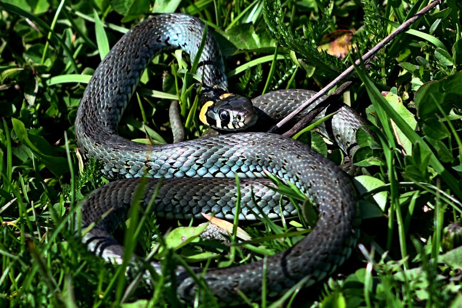 Змеи в калининградской области фото и описание