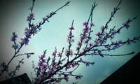 Весна прийшла у рідний край!)