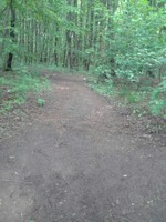 Прогулянка лісом))))
