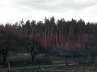 Зимове сонце заходить за ліс)