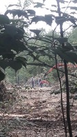 Знищення лісу в селі Почуйки.