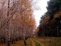 Природа села Мотижин